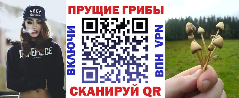 Галлюциногенные грибы Psilocybe  Муром 